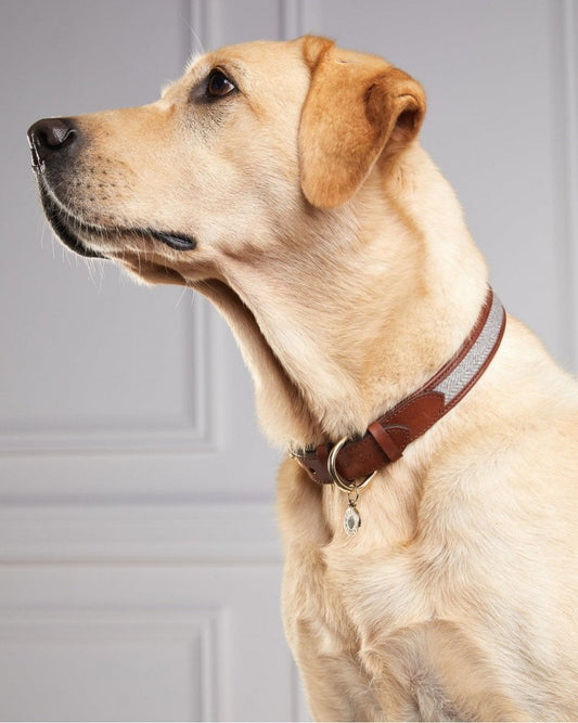 HC Classic Dog Collar