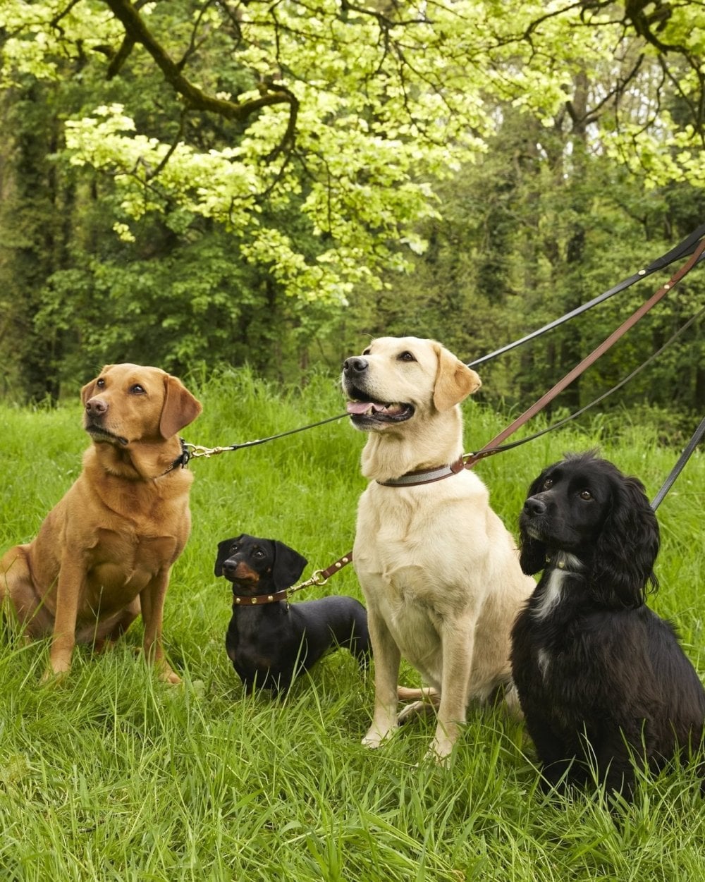 Classic Dog Lead Black