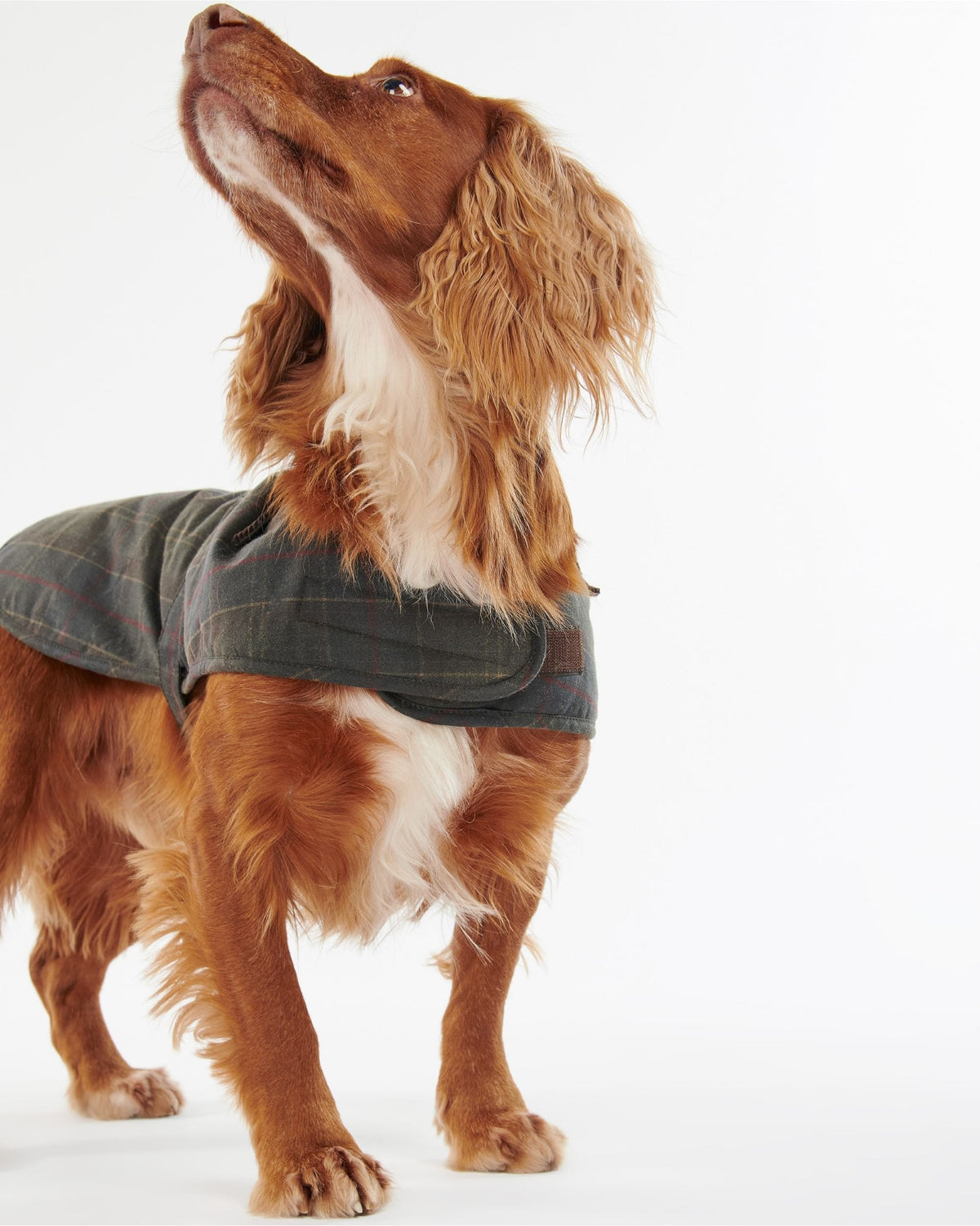 Tartan Wax Dog Coat