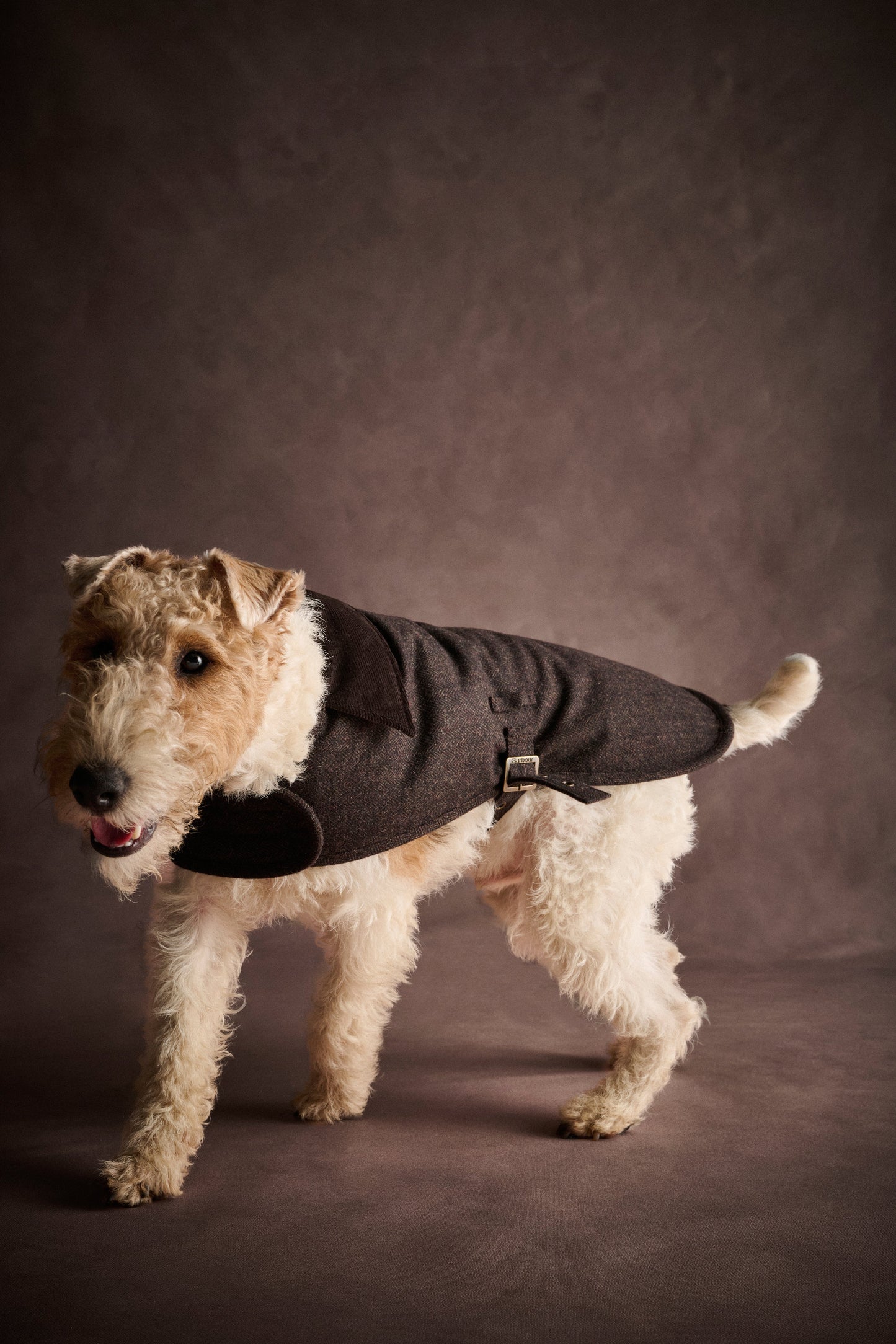 Barlow Tweed Dog Coat