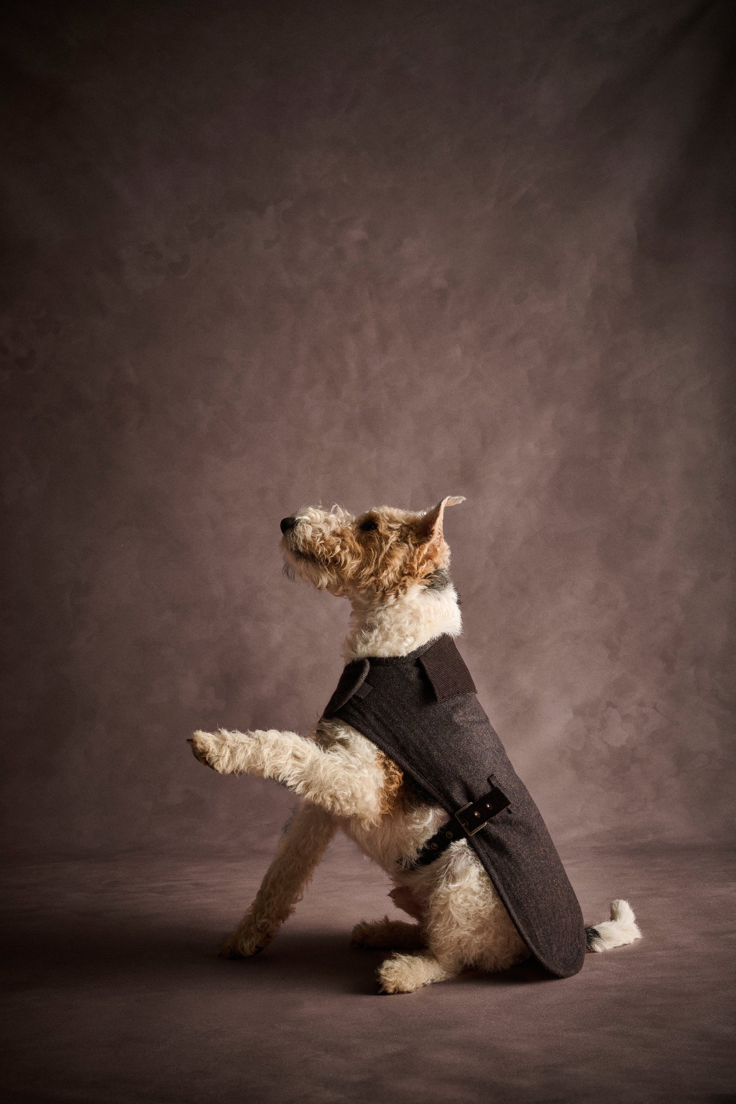 Barlow Tweed Dog Coat