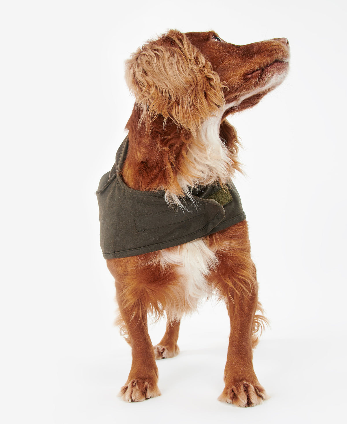 2 in 1 Wax Dog Coat