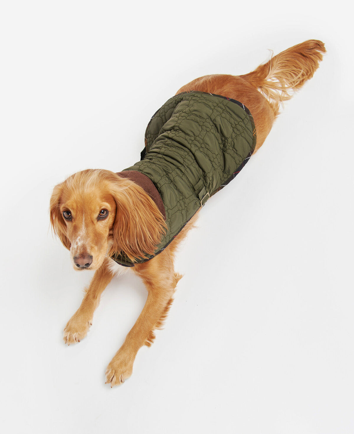 Dog Bone Quilted Dog Coat
