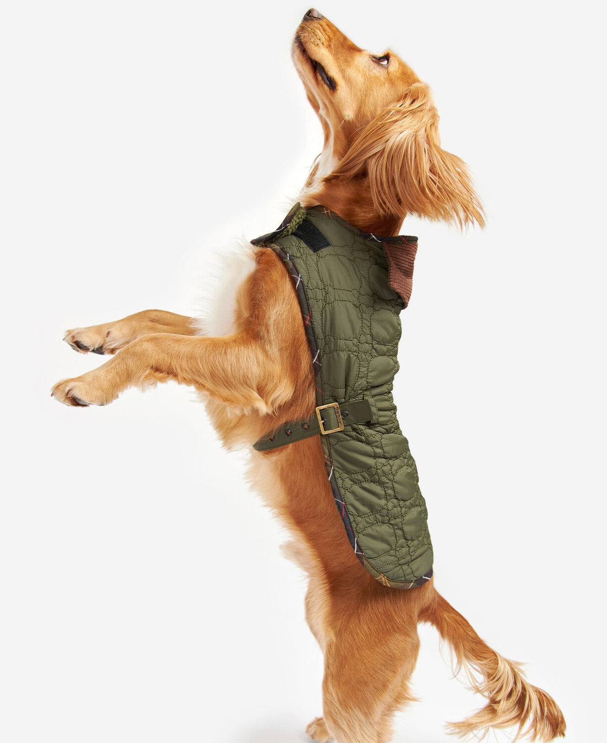 Dog Bone Quilted Dog Coat