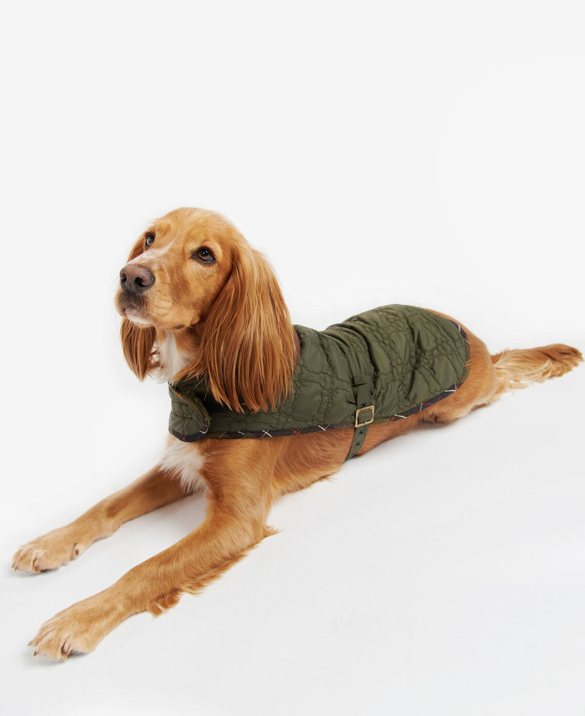 Dog Bone Quilted Dog Coat