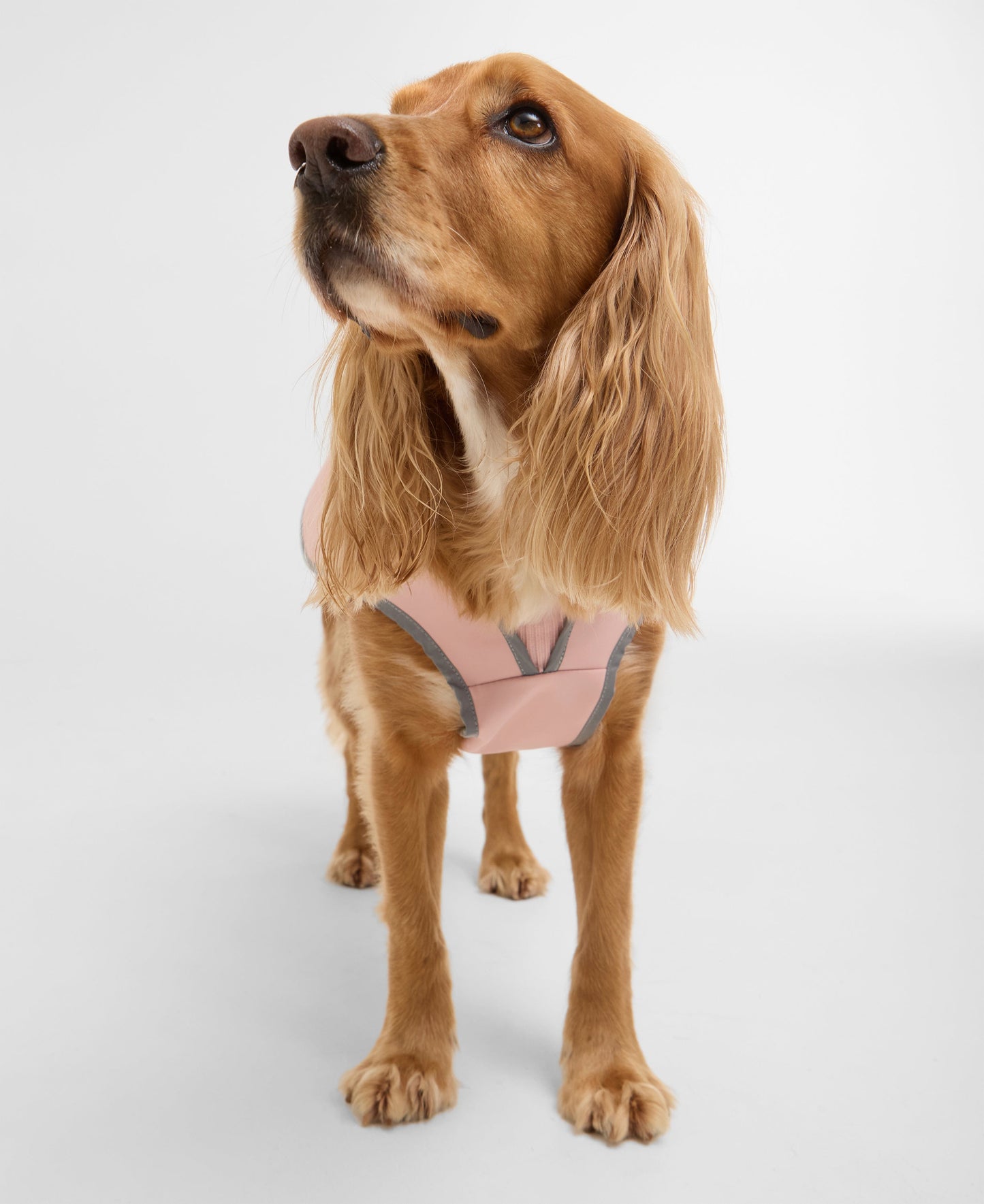 Evie Dog Coat