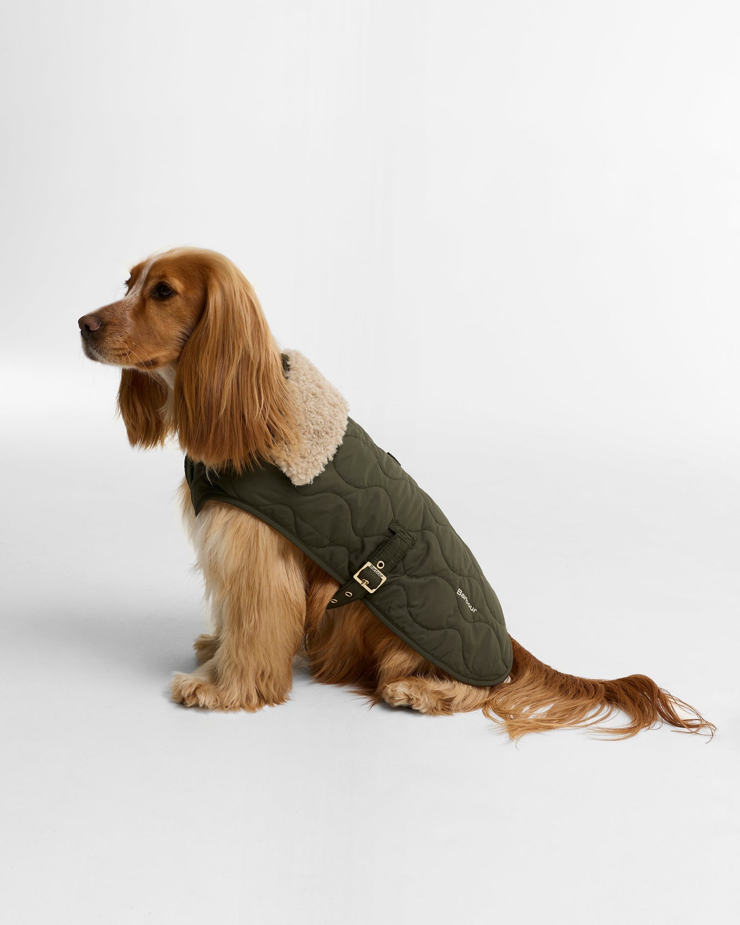 Beith Quilted Dog Coat