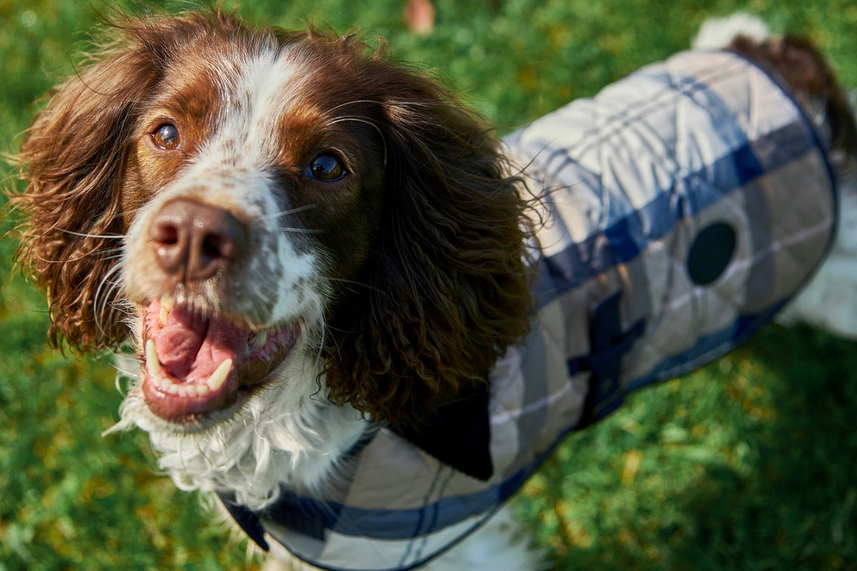Tartan Dog Coat