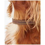 Leather Dog Collar